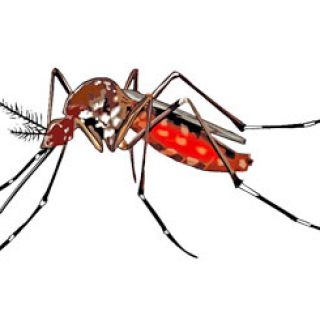 Mosquito - মশা
