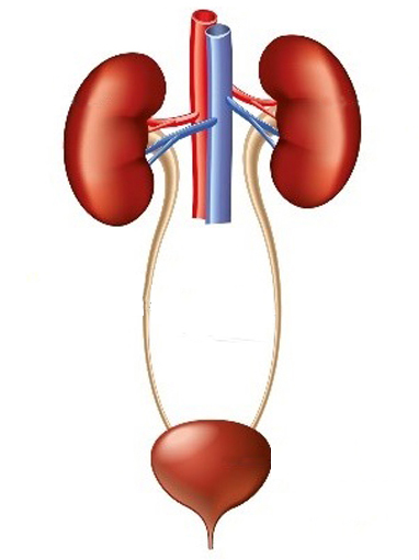 কিডনি ( kidney )