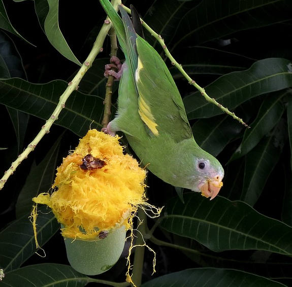 parrot eating mango