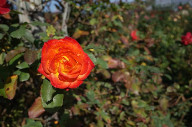 Taif City Rose Garden